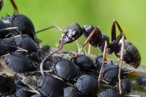 Getting rid of ants in your garden requires eliminating their food source