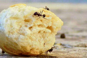 Ant infestations happen when a colony finds a food source