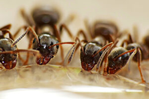 Ant infestations happen when a colony locates a reliable water source