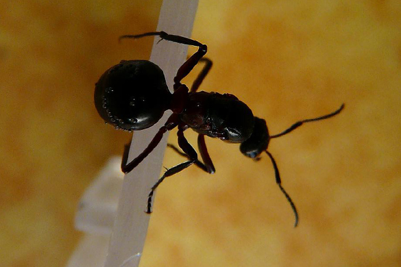 Home insect infestations can be caused by ants