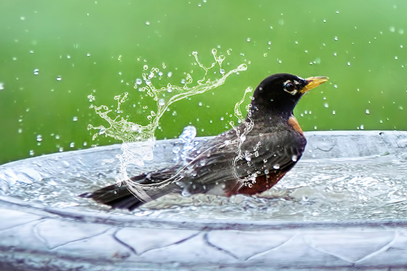 Ways of attracting birds include installing a bird bath