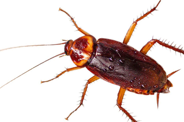 Home insect infestations can be caused by cockroaches
