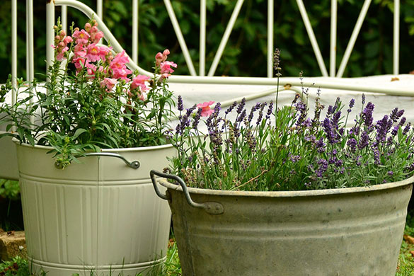 Container gardening in yard with limited space