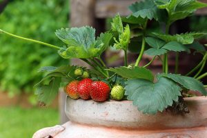 Container gardening with fruits and vegetables