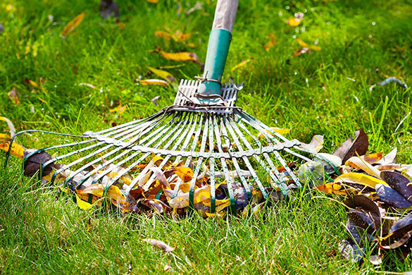 Early spring lawn maintenance and care raking debris