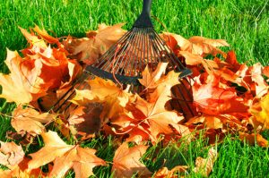 Fall lawn maintenance leaf raking from deciduous trees