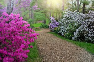 Flowering shrubs planted on landscaped path