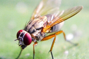 Home insect infestations can be caused by fruit flies