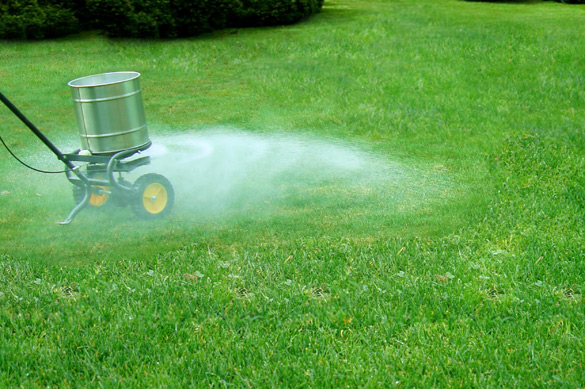 Grass lawn fertilizing for the fall