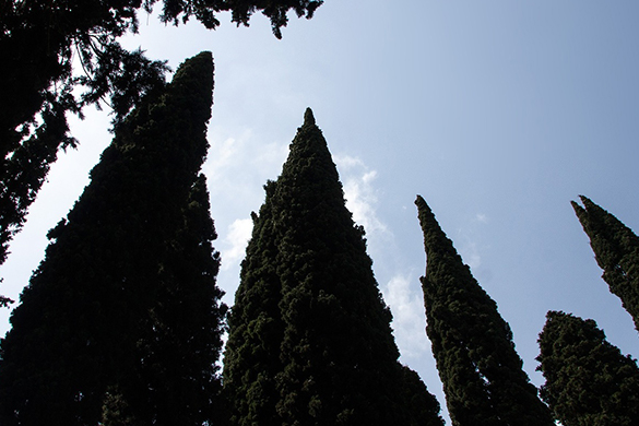 Excellent tree species for privacy include leyland cypress