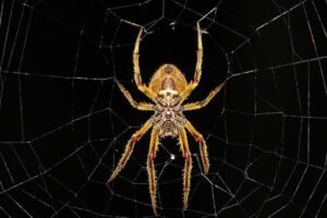 Home insect infestations can be caused by spiders