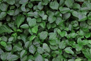 Summer garden diy tips and ideas growing spinach