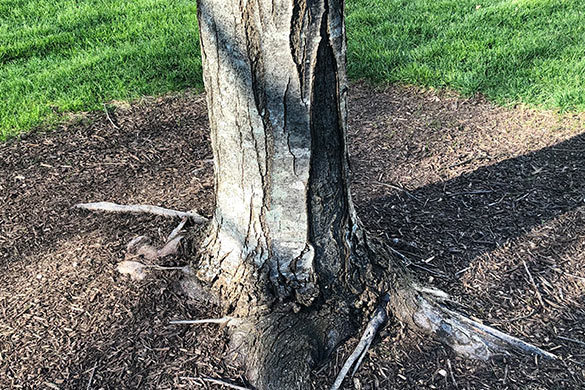Early spring lawn care and tree surface roots