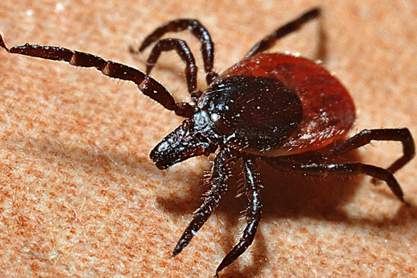 Home insect infestations can be caused by ticks