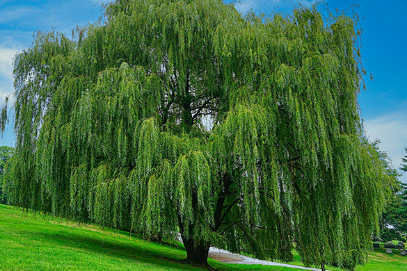 Excellent tree species for privacy include weeping willow