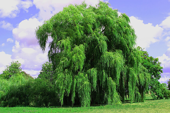 Planting weeping willow trees in georgia landscapes