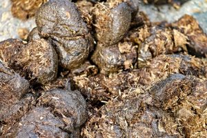 Winter garden soil preparation with manure for spring planting