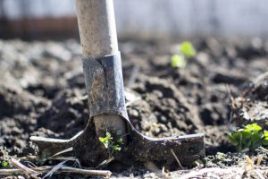 Winter garden soil preparation and tilling for spring planting