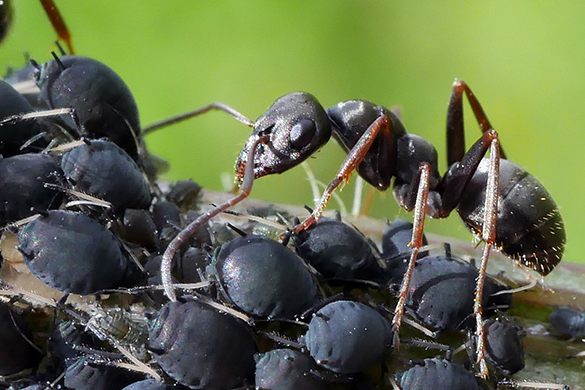 Getting rid of ants in your garden requires eliminating their food source