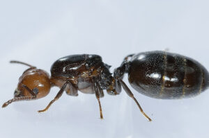Ant infestations happen for multiple reasons and may be difficult to stop