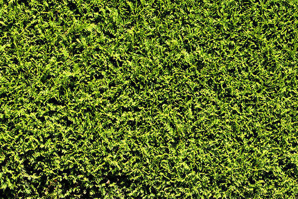 Excellent tree species for privacy include arborvitae