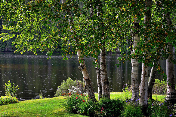 Planting birch trees in georgia landscapes