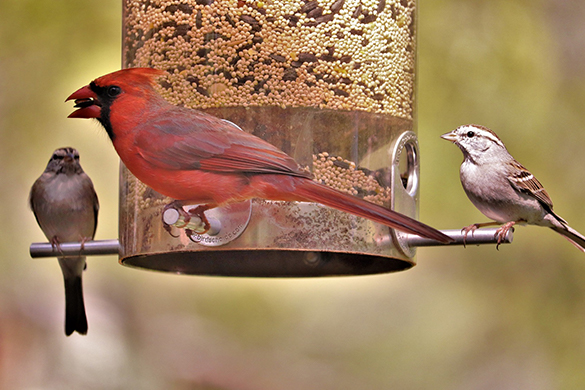 Ways of attracting birds include installing seed and grain feeders