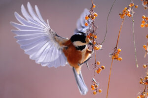 Ways of attracting birds include planting native plant and tree species