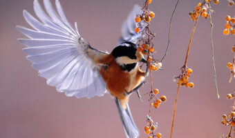 Ways of attracting birds include planting native plant and tree species