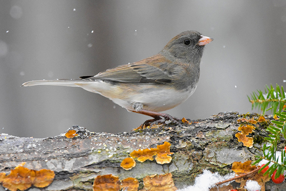 Ways of attracting birds include leaving snags and logs in your yard and garden