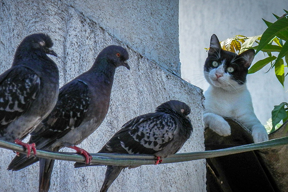 Ways of attracting birds include keeping cats indoors