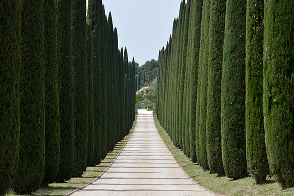 Planting a tree lined driveway with cypress trees
