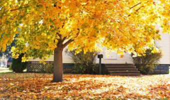 Lawn garden and deciduous tree care for the fall