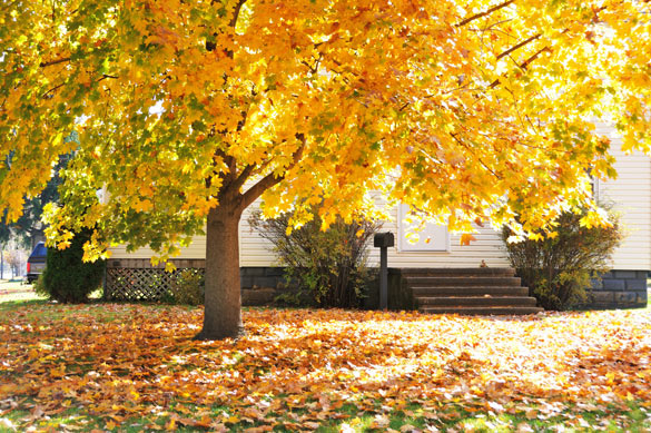 Lawn garden and tree care for the fall