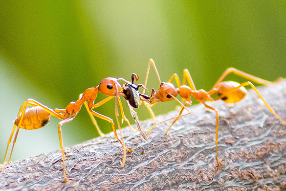 Getting rid of ants in your garden often requires you to destroy the ant mound