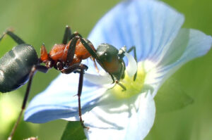 Getting rid of ants in your garden can be challenging