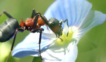 Getting rid of ants in your garden can be challenging