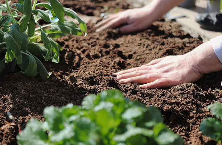 Improving garden soil includes testing for mineral and nutrient content