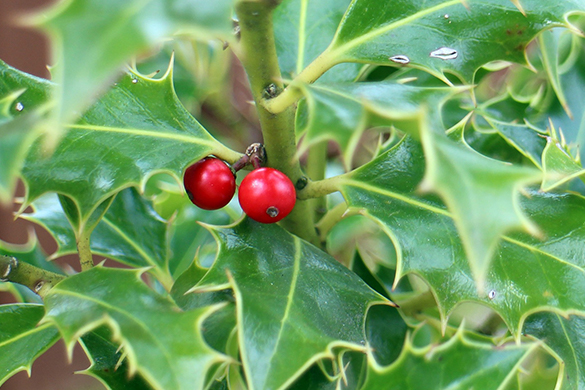 Excellent tree species for privacy include holly