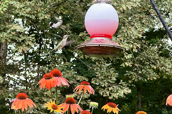 Ways of attracting birds include putting up feeders