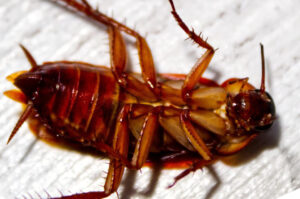 Home insect infestations can be caused by several species seeking food and water