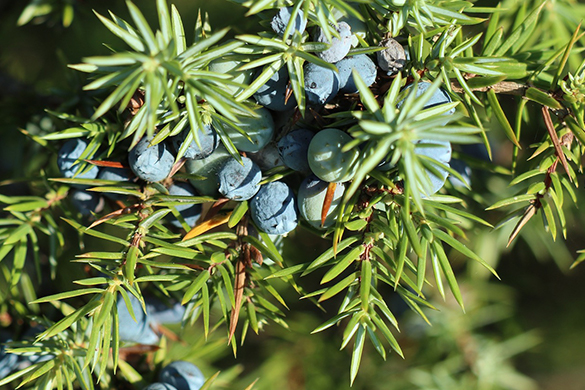 Excellent tree species for privacy include juniper