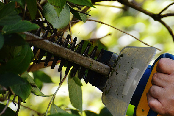 Early spring hand held equipment cleaning and tuning