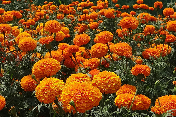 Summer garden diy tips and ideas flowering marigolds