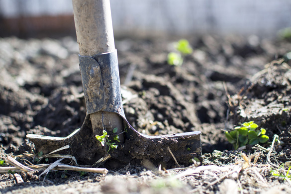 Digging hole before planting shrubs