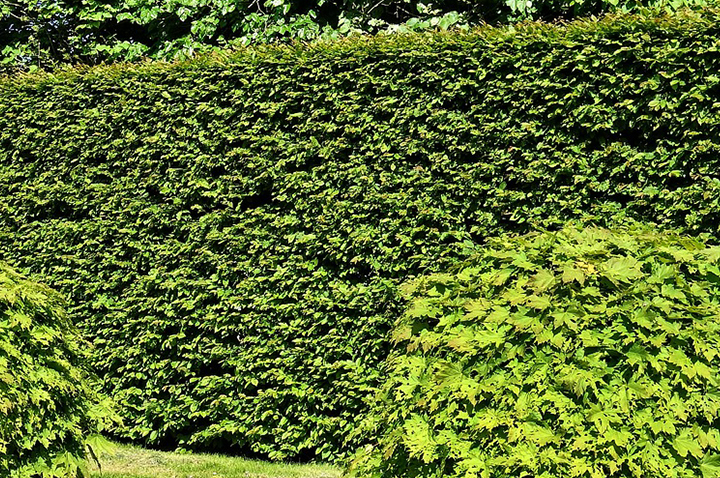 5 Best Trees for Privacy