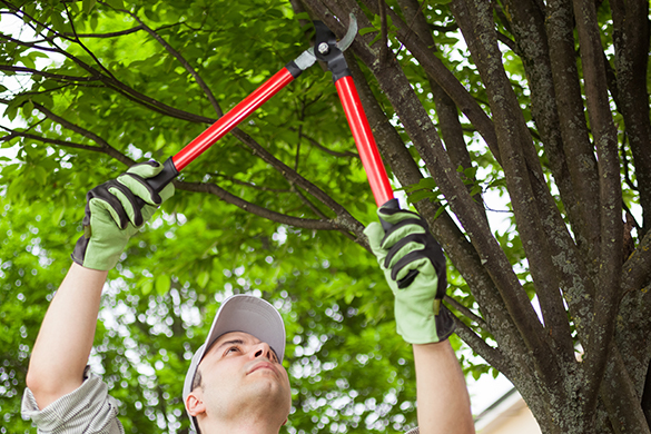 Planting a tree lined driveway includes seasonal pruning