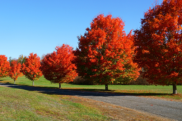 Planting a tree lined driveway with red maples