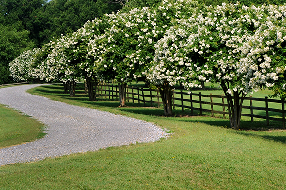 Planting a tree lined driveway with crape myrtles