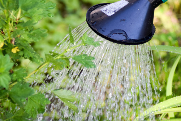 Watering shrubs planted in yard